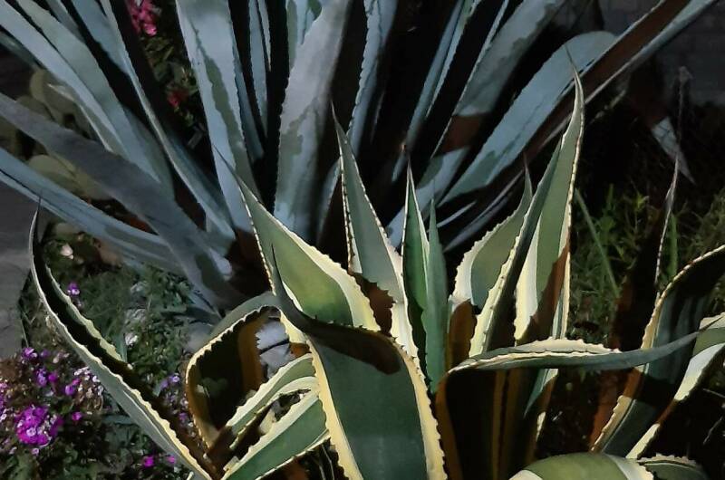 Изображение Изображение отеля / гостиницы "Гостевой дом «У Аведиса и Марины»" #10 #8