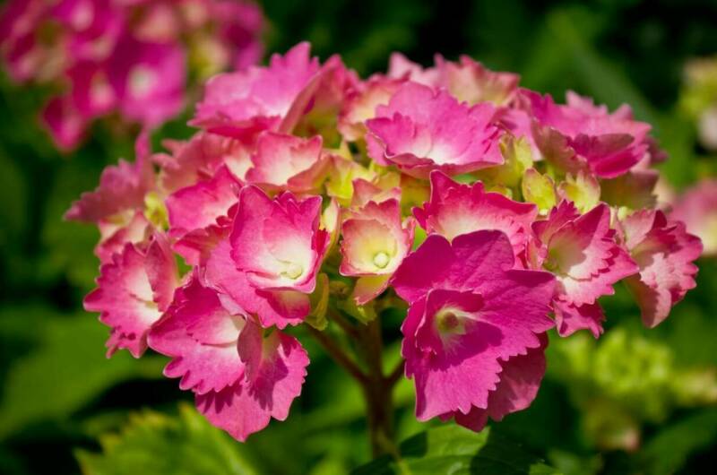 Изображение Изображение отеля / гостиницы "Гостевой дом «Отдых»" #10 #8