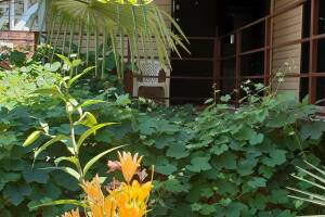 Изображение Гостевой дом «Виноградный дворик» #5