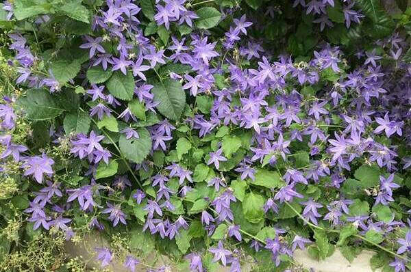 Изображение Изображение гостиницы &quot;Гостевой двор «Шарм»&quot; #8 #8