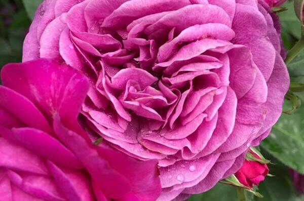 Изображение Изображение отеля / гостиницы "Гостевой двор «Шарм»" #10 #8