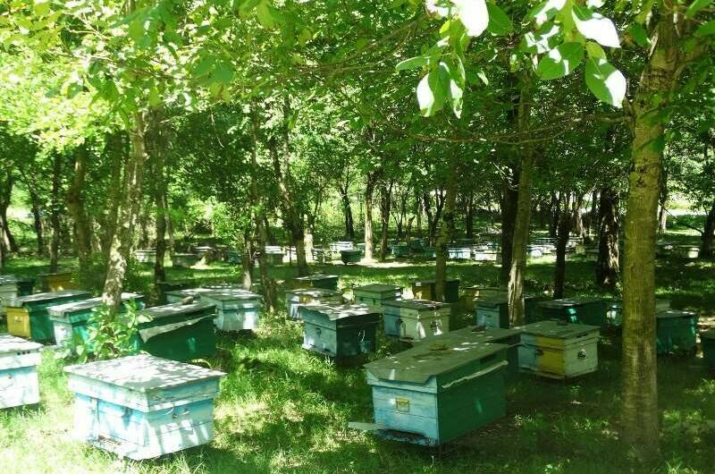 Изображение Изображение гостиницы &quot;Гостевой дом «У Азы»&quot; #6 #6