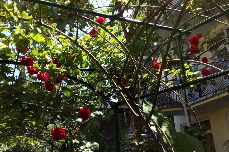 Изображение Изображение гостиницы "Гостевой дом «Азалия»" #4 #4