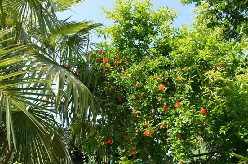 Изображение Изображение гостиницы "Гостевой дом «Азалия»" #6 #6