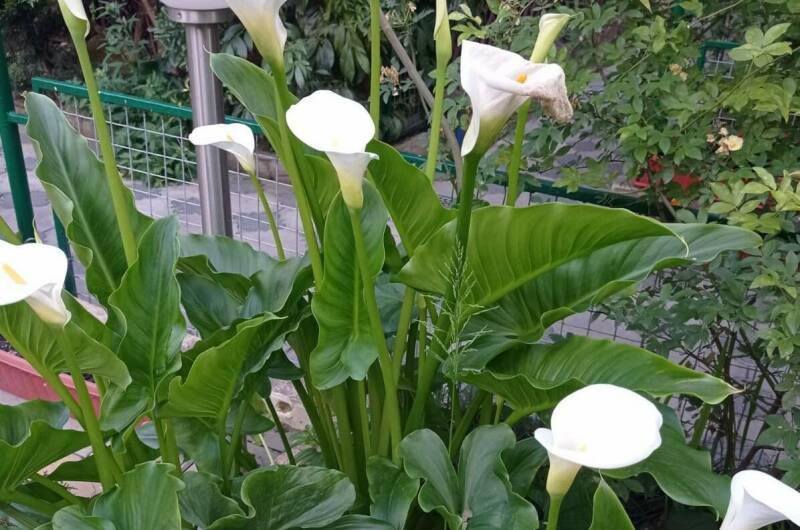 Изображение Изображение гостиницы "Гостевой дом «Азалия»" #7 #7