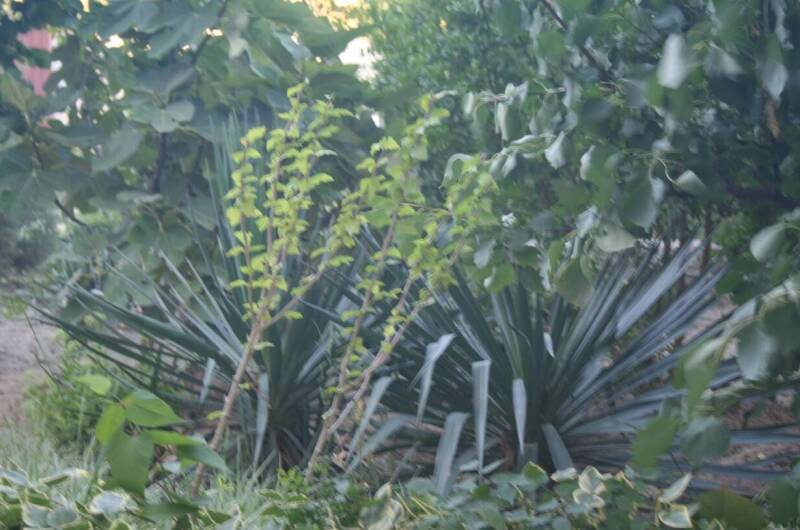 Изображение Изображение гостиницы &quot;Гостевой дом «Крымские каникулы»&quot; #4 #4