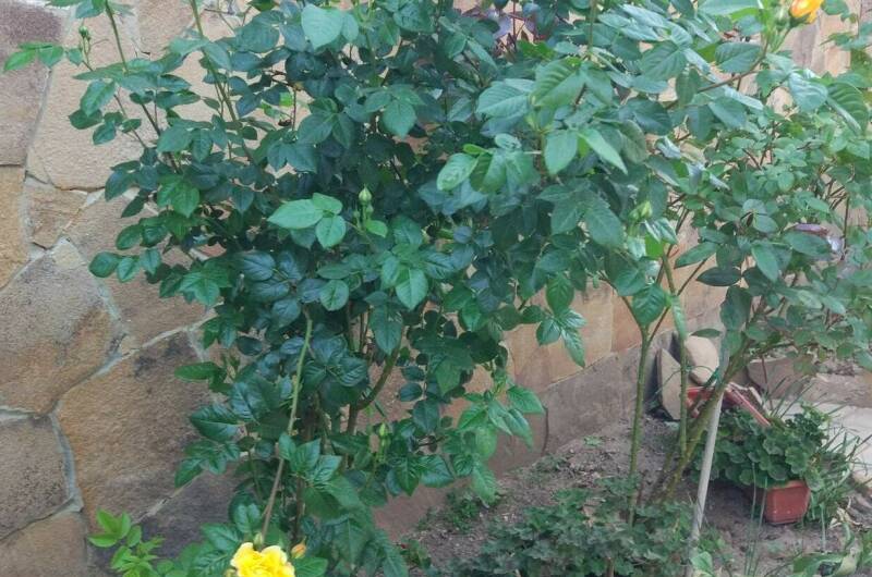 Изображение Изображение гостиницы &quot;Гостевой дом «Виноградная лоза»&quot; #4 #4