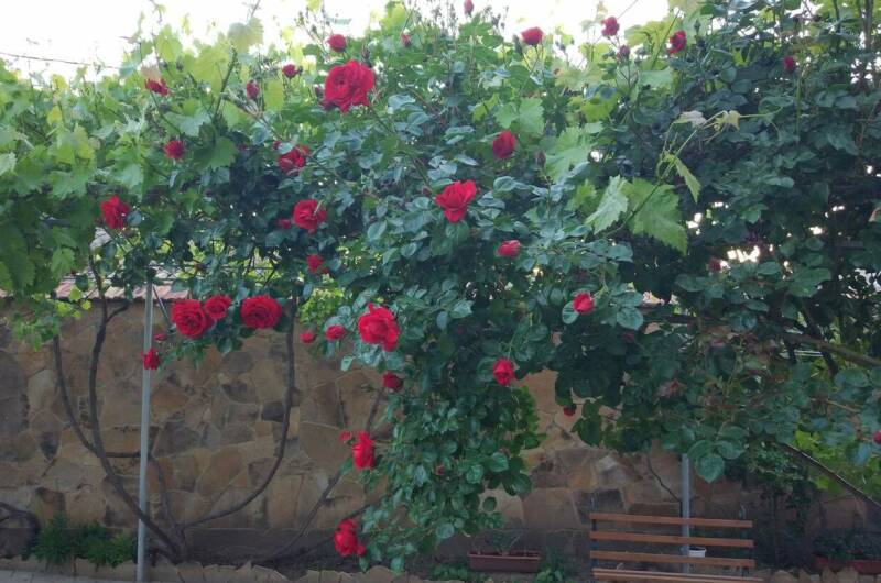 Изображение Изображение гостиницы &quot;Гостевой дом «Виноградная лоза»&quot; #6 #6