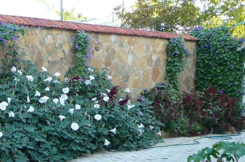 Изображение Изображение гостиницы &quot;Гостевой дом «Виноградная лоза»&quot; #8 #8