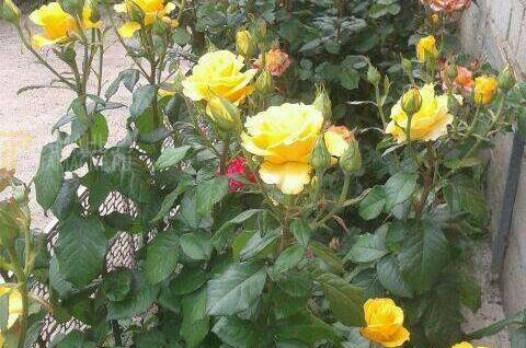 Изображение Изображение квартиры &quot;Дом под ключ «Радушный»&quot; #8 #8