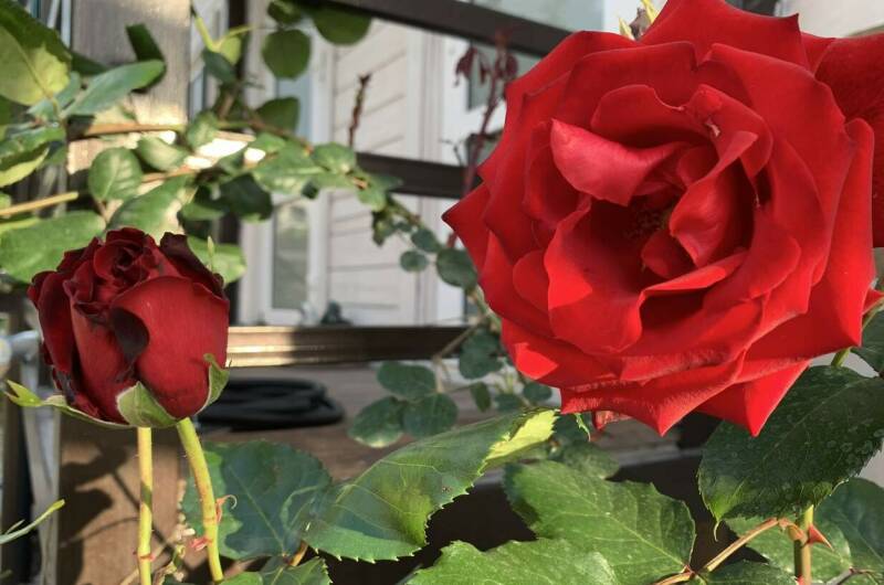 Изображение Изображение гостиницы "Дом «Villa de rose»" #8 #8