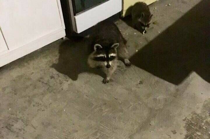 Изображение Изображение квартиры &quot;Коттедж под ключ «Моя Марусичка»&quot; #5 #5