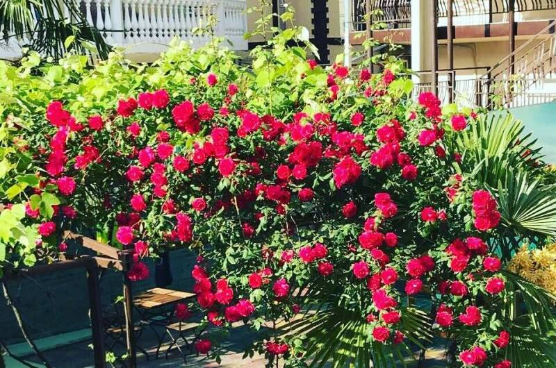 Изображение Изображение гостиницы "Гостевой дом «Самшит»" #7 #7