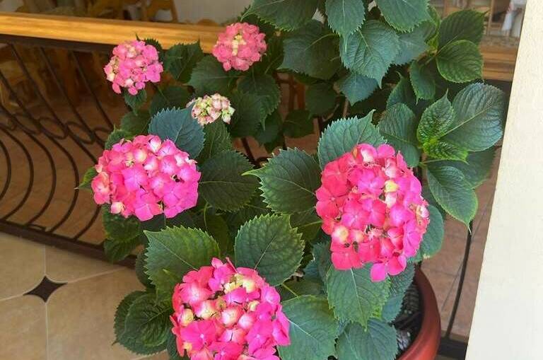 Изображение Изображение отеля / гостиницы "Гостевой дом «Адениум»" #11 #9