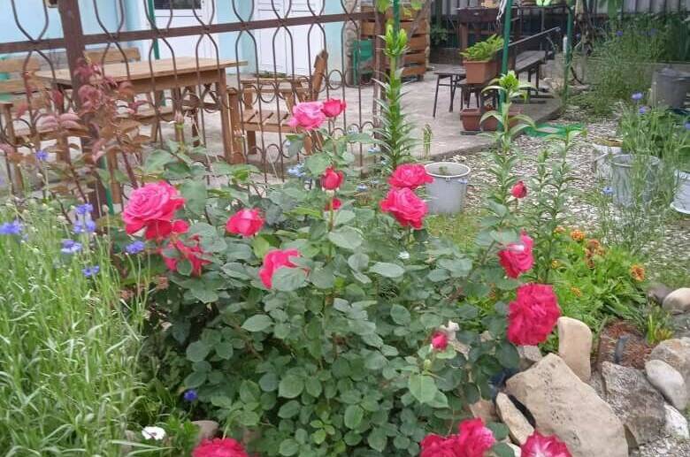 Изображение Изображение гостиницы "Гостевой дом «Мими»" #4 #4