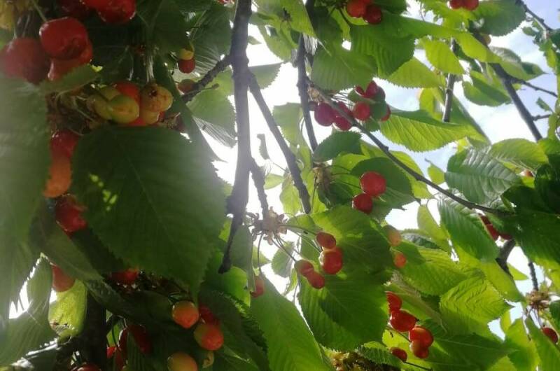 Изображение Изображение гостиницы "Гостевой дом «Мими»" #5 #5