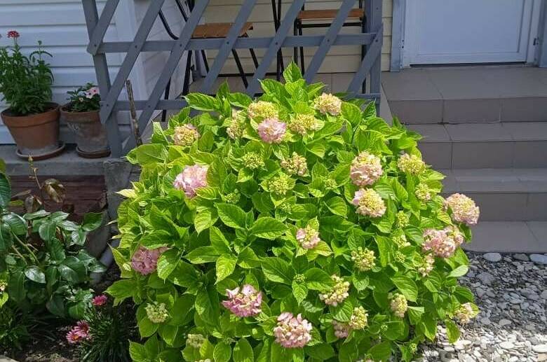 Изображение Изображение гостиницы "Гостевой дом «Мими»" #7 #7