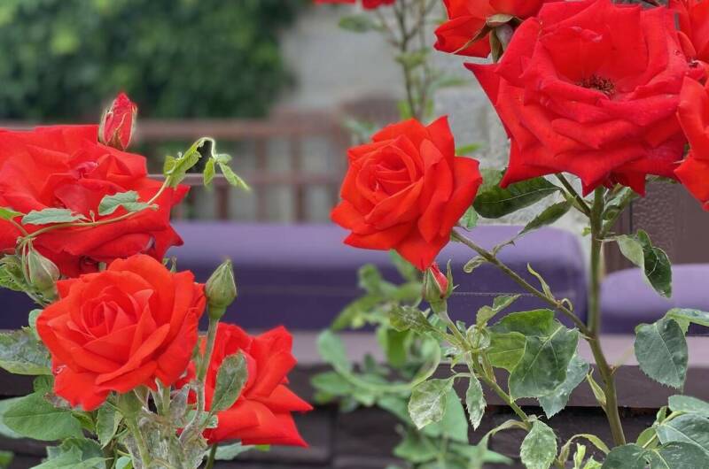 Изображение Изображение гостиницы &quot;Гостевой дом «Белый Кот»&quot; #2 #2