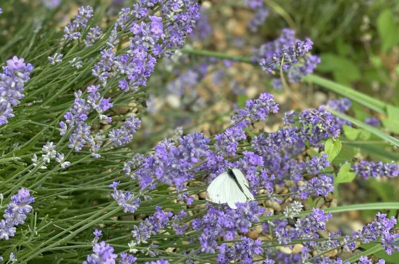 Изображение Изображение отеля / гостиницы "Гостевой дом «Белый Кот»" #11 #9