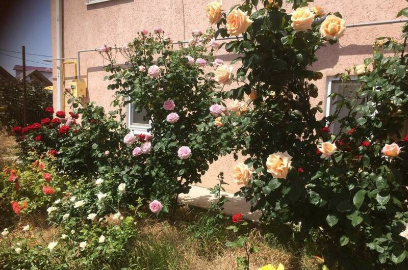 Изображение Изображение гостиницы "Гостевой дом «Цветок Граната»" #7 #7