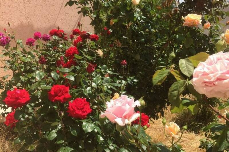 Изображение Изображение гостиницы "Гостевой дом «Цветок Граната»" #8 #8