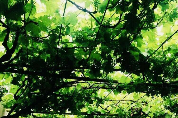 Изображение Изображение гостиницы "Гостевой дом «Лиана»" #2 #2