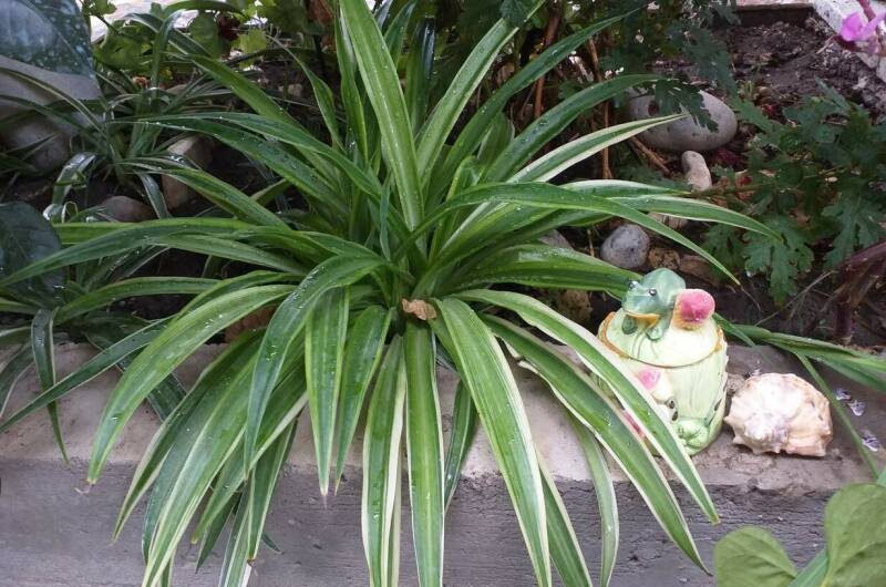 Изображение Изображение гостиницы "Гостевой дом «Marina Garden»" #3 #3