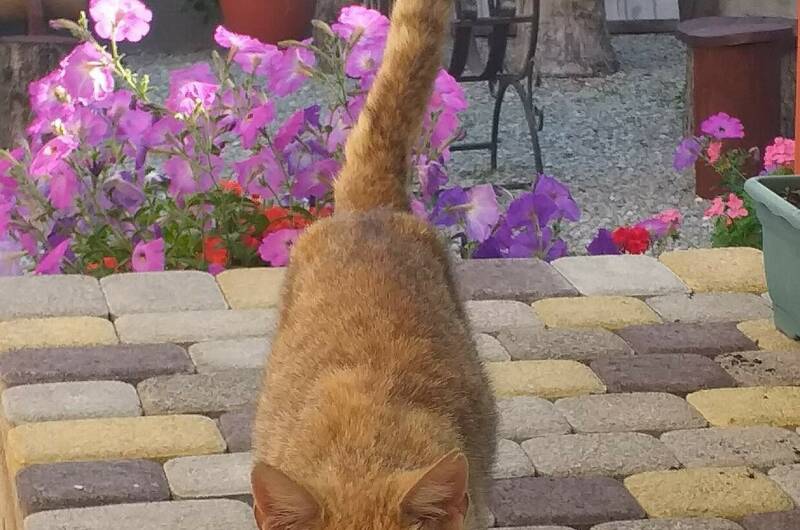 Изображение Изображение гостиницы "Гостевой дом «Marina Garden»" #5 #5