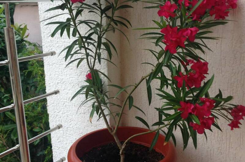 Изображение Изображение гостиницы "Гостевой дом «Морская жемчужина»" #3 #3