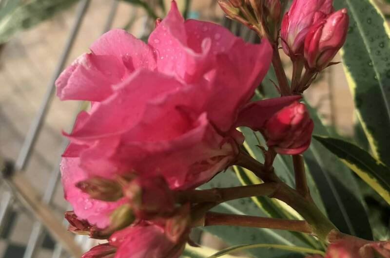 Изображение Изображение отеля / гостиницы "Гостевой дом «Морская жемчужина»" #11 #9