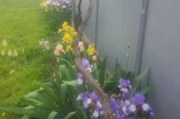 Изображение Изображение гостиницы &quot;Гостевой дом «Мандариновый рай»&quot; #7 #7