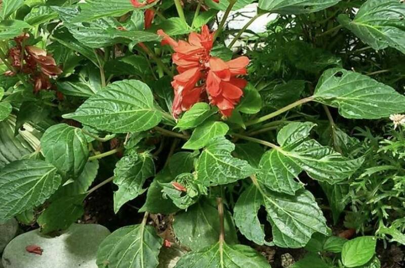 Изображение Изображение гостиницы &quot;Частный сектор «У Михаила»&quot; #2 #2