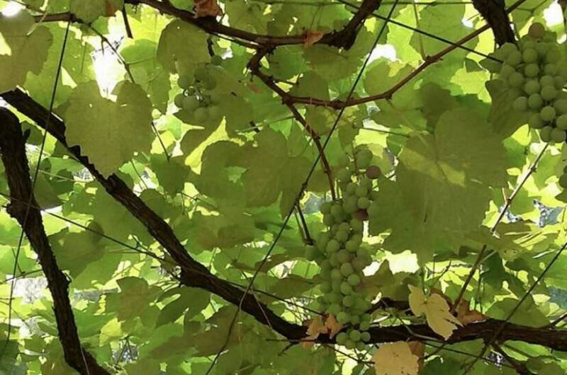 Изображение Изображение гостиницы &quot;Частный сектор «У Михаила»&quot; #7 #7