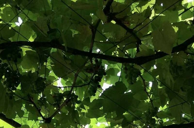 Изображение Изображение отеля / гостиницы "Частный сектор «У Михаила»" #10 #8