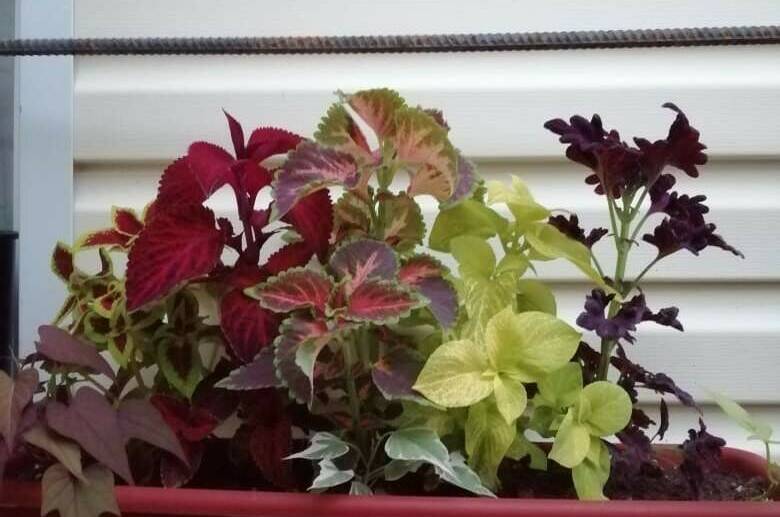 Изображение Изображение гостиницы &quot;Гостевой дом «у Дины»&quot; #2 #2