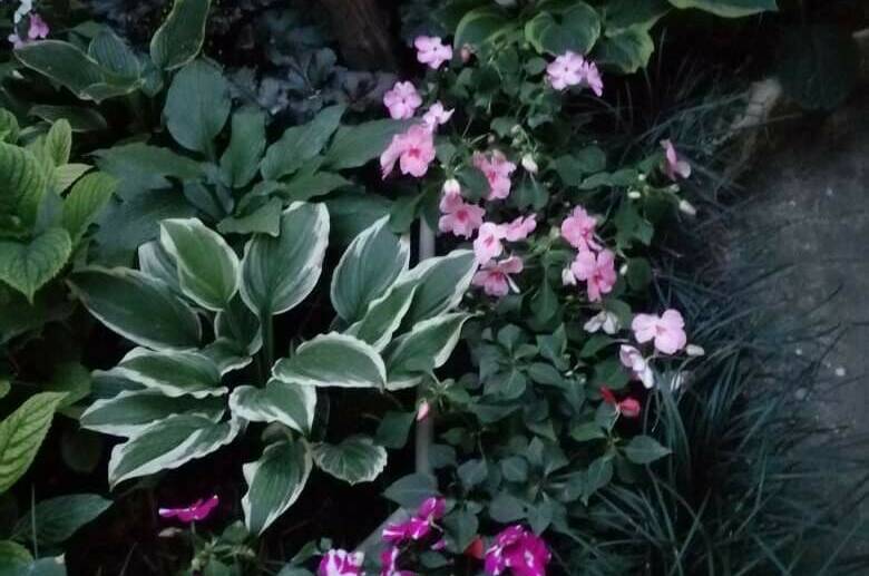 Изображение Изображение отеля / гостиницы "Гостевой дом «у Дины»" #10 #8