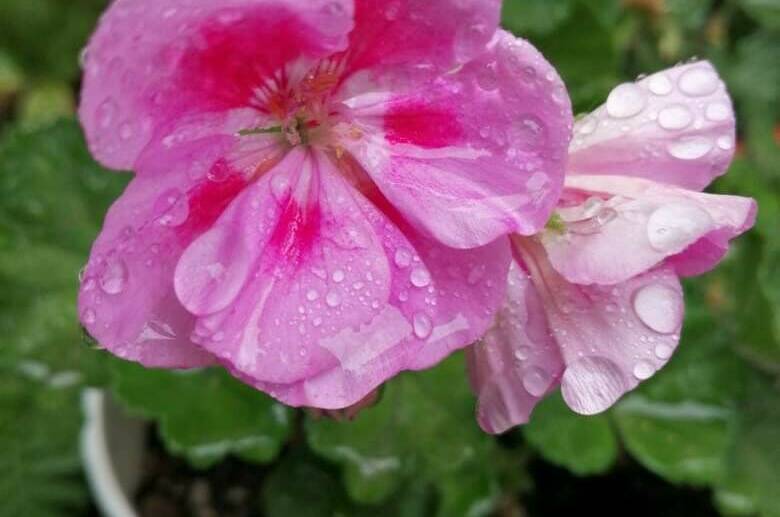 Изображение Изображение отеля / гостиницы "Гостевой дом «у Дины»" #11 #9