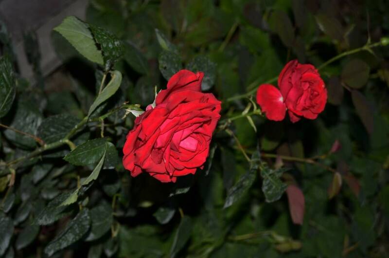 Изображение Изображение гостиницы "Гостевой дом «Юджин»" #3 #3