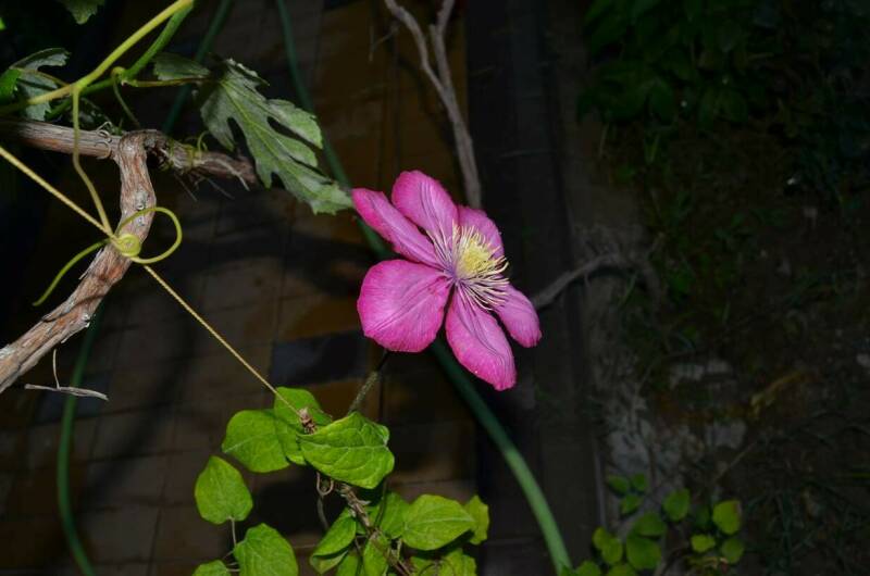 Изображение Изображение гостиницы "Гостевой дом «Юджин»" #4 #4