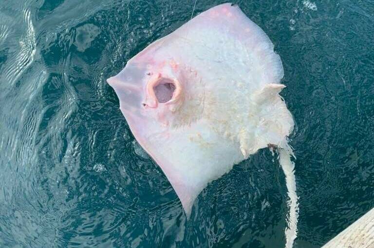 Изображение Изображение гостиницы &quot;Эллинг «Яхт-клуб Кайрос»&quot; #4 #4