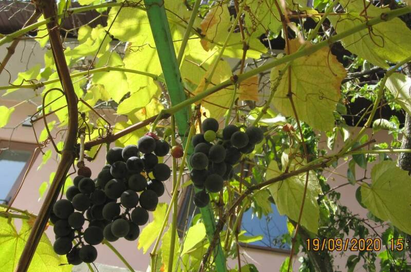 Изображение Изображение отеля / гостиницы "Частный дом у моря" #10 #8