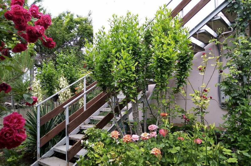 Изображение Изображение гостиницы &quot;Частный сектор «Цветочный рай»&quot; #6 #6