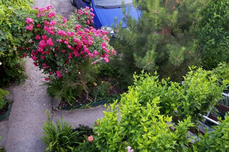 Изображение Изображение отеля / гостиницы "Частный сектор «Цветочный рай»" #10 #8