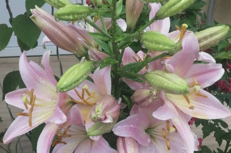 Изображение Изображение гостиницы &quot;Гостевой дом «Елена»&quot; #8 #8