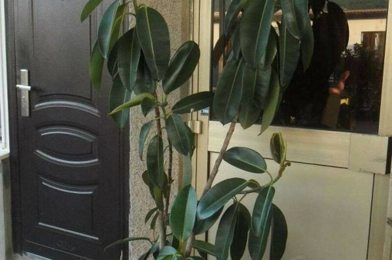 Изображение Изображение гостиницы &quot;Гостевой дом «Мартин»&quot; #3 #3