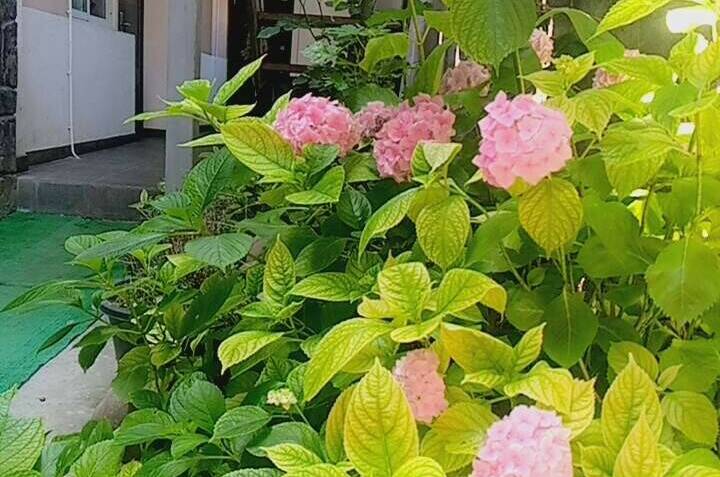 Изображение Изображение гостиницы &quot;Гостевой дом «У Ясны»&quot; #4 #4