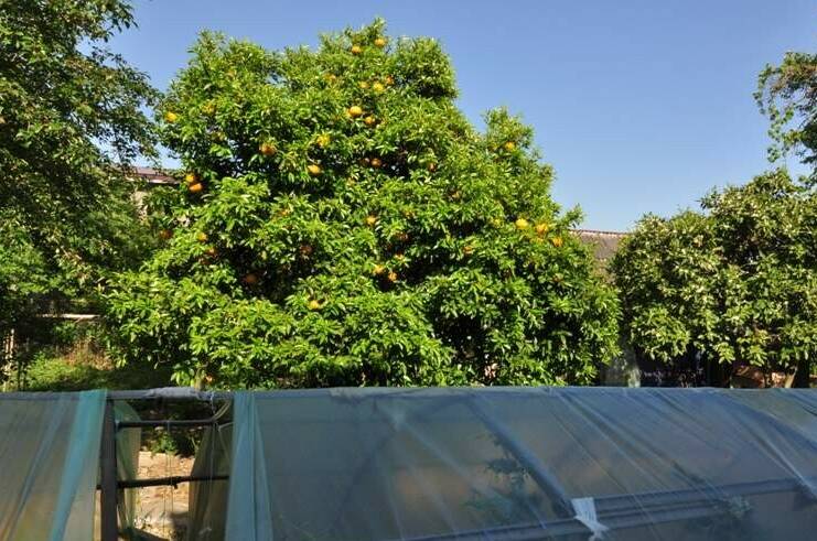 Изображение Изображение гостиницы "Частный сектор на Шаумяна" #7 #7