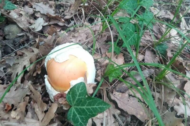 Изображение Изображение гостиницы &quot;Гостевой дом «Дом в лесу»&quot; #4 #4