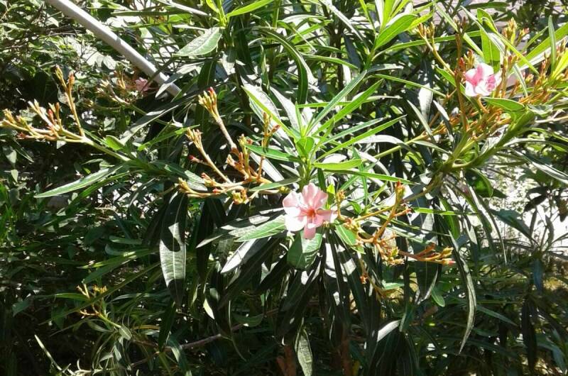 Изображение Изображение отеля / гостиницы "Коттеджи «У Люси»" #10 #8