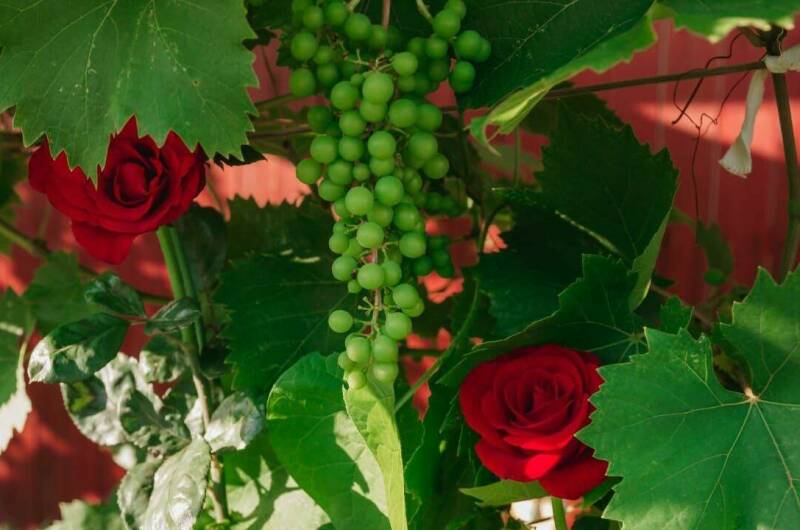 Изображение Изображение гостиницы &quot;Гостевой дом «Азовский бархат»&quot; #2 #2